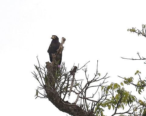 Juvenile Black Caracara and orchid Nice orchid at top of tree with this juvenile Black caracara,Daptrius ater,Laguna Negra,San José del Guaviare