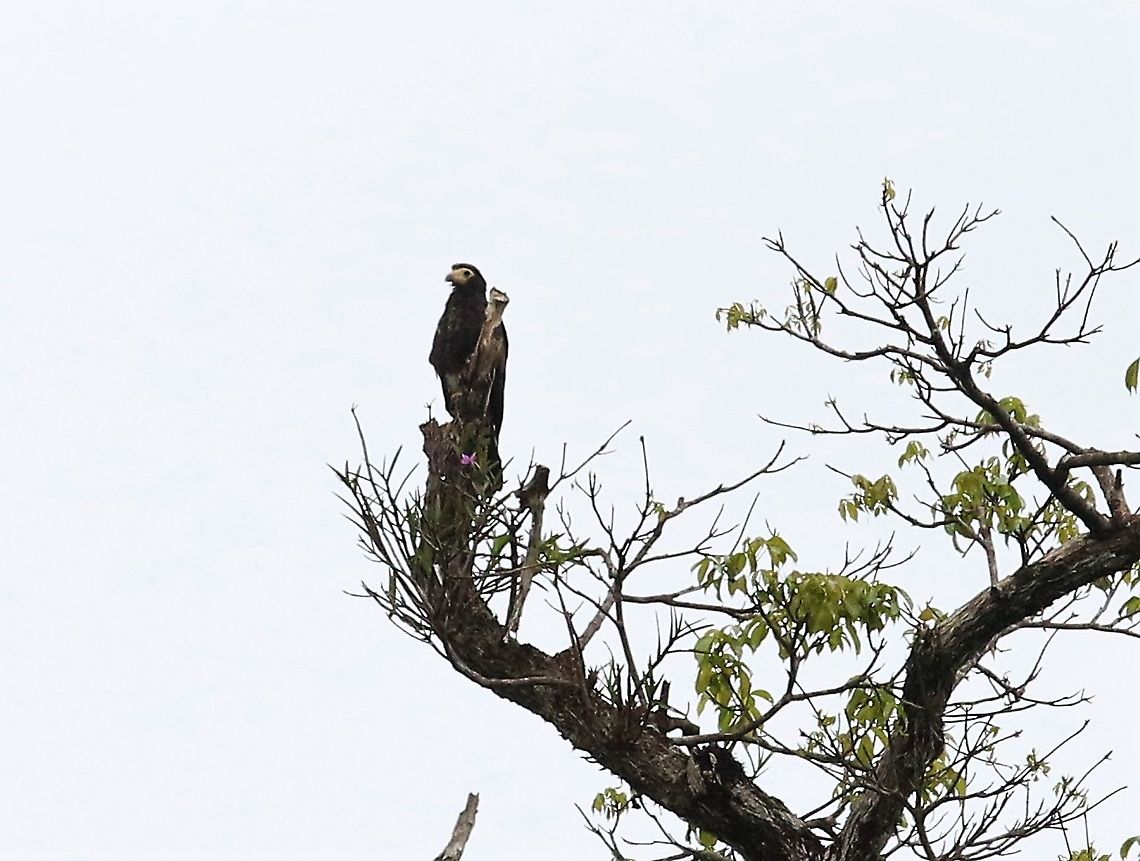 Juvenile Black Caracara & Orchid Juvenile at top of tree with pink orchid Black caracara,Daptrius ater,Laguna Negra,San Jos&eacute; del Guaviare