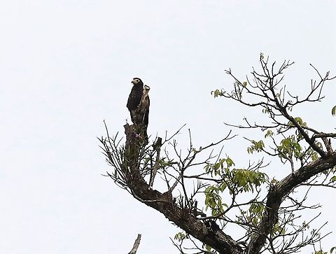 Juvenile Black Caracara & Orchid Juvenile at top of tree with pink orchid Black caracara,Daptrius ater,Laguna Negra,San José del Guaviare