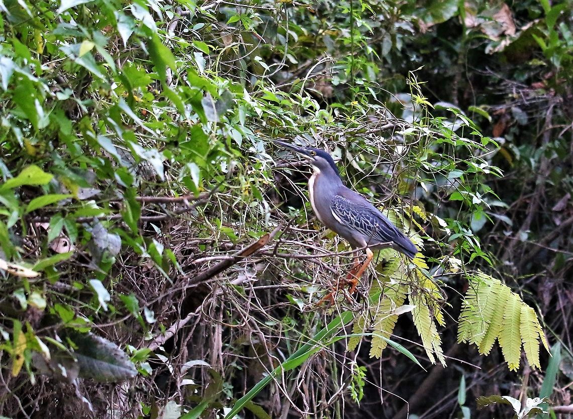 Striated Heron  Butorides striata,Laguna Negra,San José del Guaviare,Striated heron