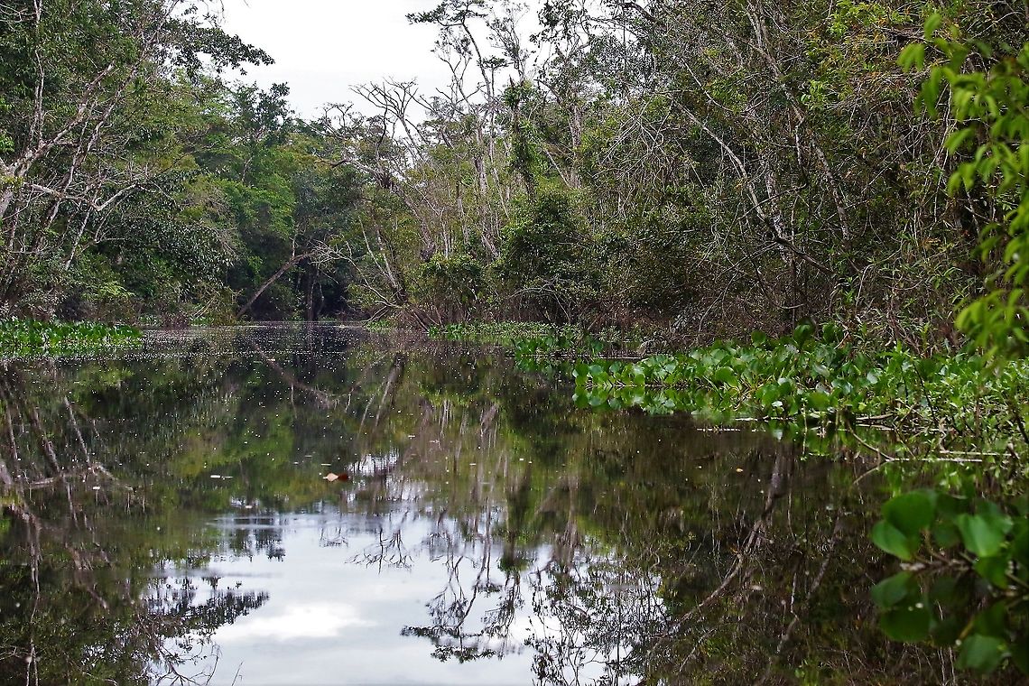 Creek to Laguna Negra Drifting down the creek in a native canoe Laguna Negra,San José del Guaviare