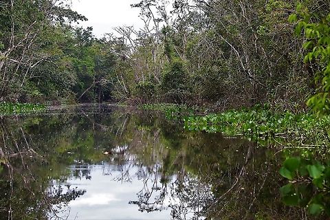 Creek to Laguna Negra Drifting down the creek in a native canoe Laguna Negra,San José del Guaviare