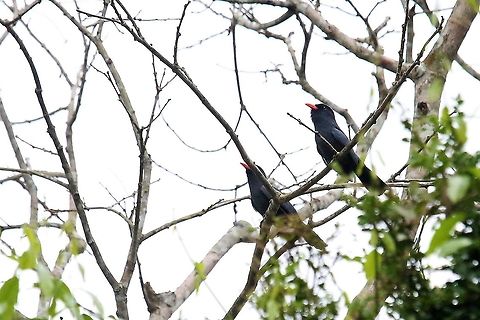 Black-fronted Nunbird A pair of these puffbirds above the creek Black-fronted nunbird,Laguna Negra,Monasa nigrifrons,San José del Guaviare