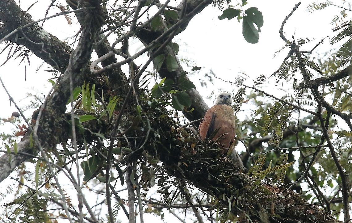 Black-collared Hawk  Black collared hawk,Busarellus nigricollis,Laguna Negra,San Jos&eacute; del Guaviare