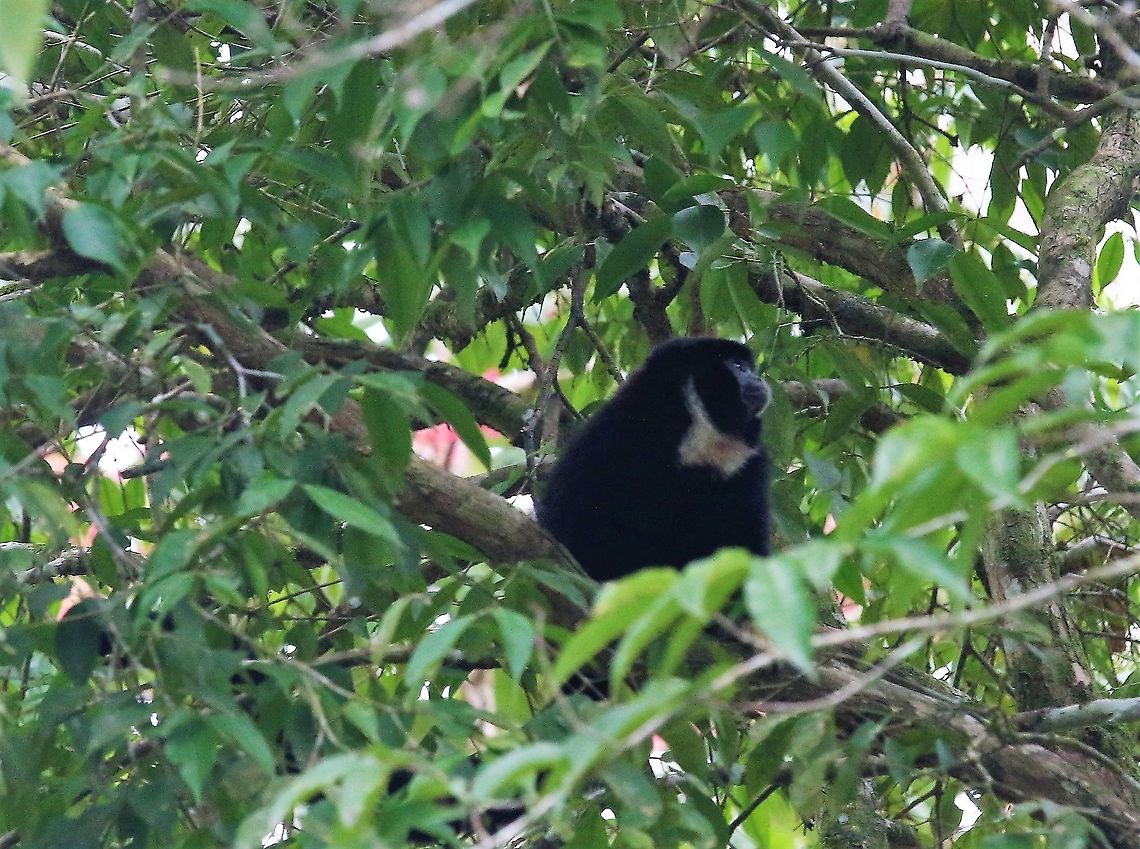 yellow-handed Titi Monkey  Cheracebus lucifer,Laguna Negra,Lucifer titi,San José del Guaviare