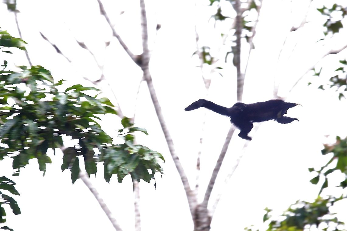 Yellow-handed Titi Monkey Airborne It was really too quick for me, but another jumper Cheracebus lucifer,Laguna Negra,Lucifer titi,San José del Guaviare