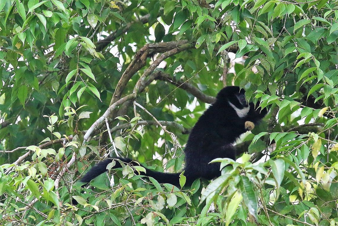 Yellow-handed Titi Monkey Distinct yellow hand Cheracebus lucifer,Laguna Negra,Lucifer titi,San José del Guaviare