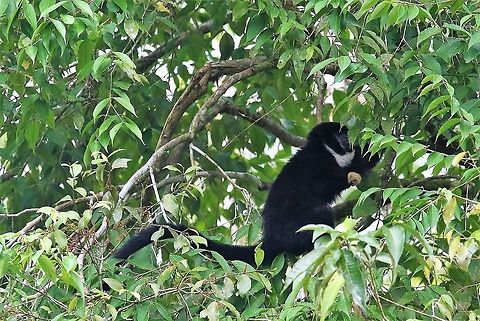 Yellow-handed Titi Monkey Distinct yellow hand Cheracebus lucifer,Laguna Negra,Lucifer titi,San José del Guaviare