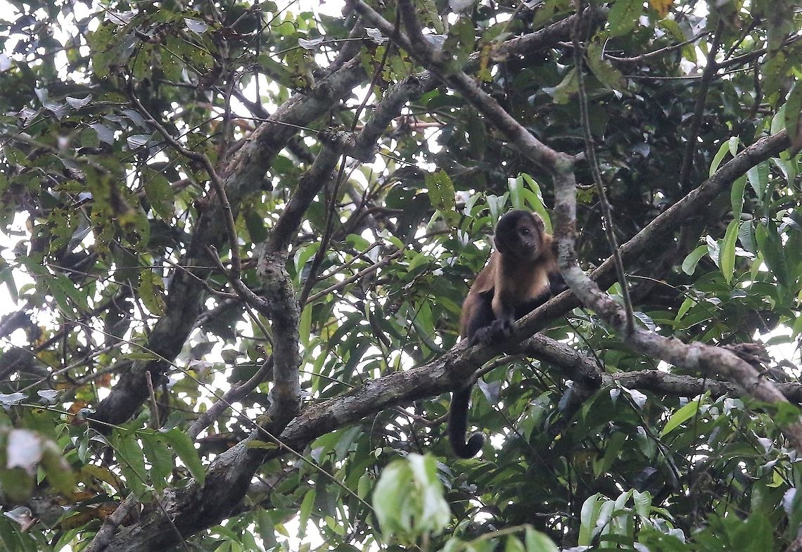 Black-capped Capuchin Above the stream leading to Laguna Negra Laguna Negra,San Jos&eacute; del Guaviare,Sapajus apella,Tufted capuchin