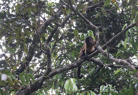 Black-capped Capuchin Above the stream leading to Laguna Negra Laguna Negra,San Jos&eacute; del Guaviare,Sapajus apella,Tufted capuchin
