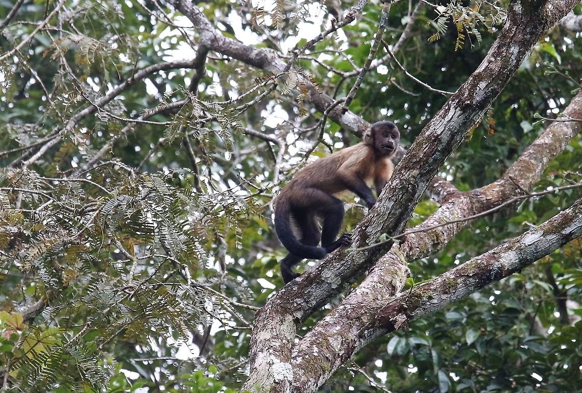 Black-capped Capuchin Another species of new world monkey in Guaviare region Laguna Negra,San José del Guaviare,Sapajus apella,Tufted capuchin