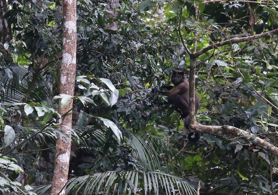 Black-capped Capuchin It looks like it's wearing a flat cap Laguna Negra,San Jos&eacute; del Guaviare,Sapajus apella,Tufted capuchin