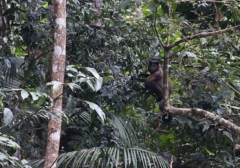 Black-capped Capuchin It looks like it's wearing a flat cap Laguna Negra,San Jos&eacute; del Guaviare,Sapajus apella,Tufted capuchin