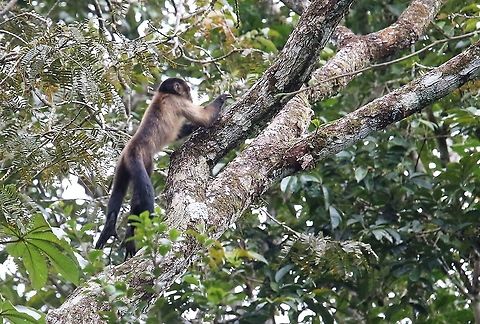 Black-capped Capuchin Very quick up the tree Laguna Negra,San José del Guaviare,Sapajus apella,Tufted capuchin
