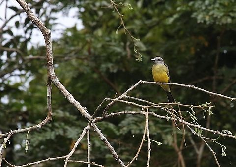 Tropical Kingbird Again at Laguna Negra Laguna Negra,San José del Guaviare,Tropical Kingbird,Tyrannus melancholicus