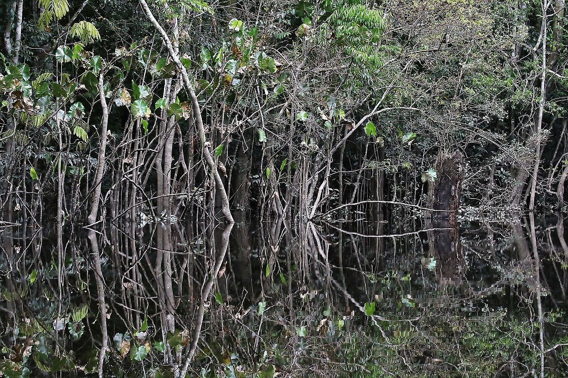 Montrichardia arborescens Near Laguna Negra - heaven to the hoatzins - The Montrichardia is the understory so there&#039;s a line of reflection at the bottom - the leaves of the plants directly above &quot;orescens&quot;, for example - Above &amp; the non-reflection the line of leaves is about 2/3rds way up photo - the heart shaped leaves &amp; the thinner, almost ridged stems/trunks are the Montrichardia (Heaven to Hoatzins) - The leaves are most noticeable on the left &amp; then reduce across the picture into the distance. Laguna Negra,Montrichardia arborescens,San José del Guaviare