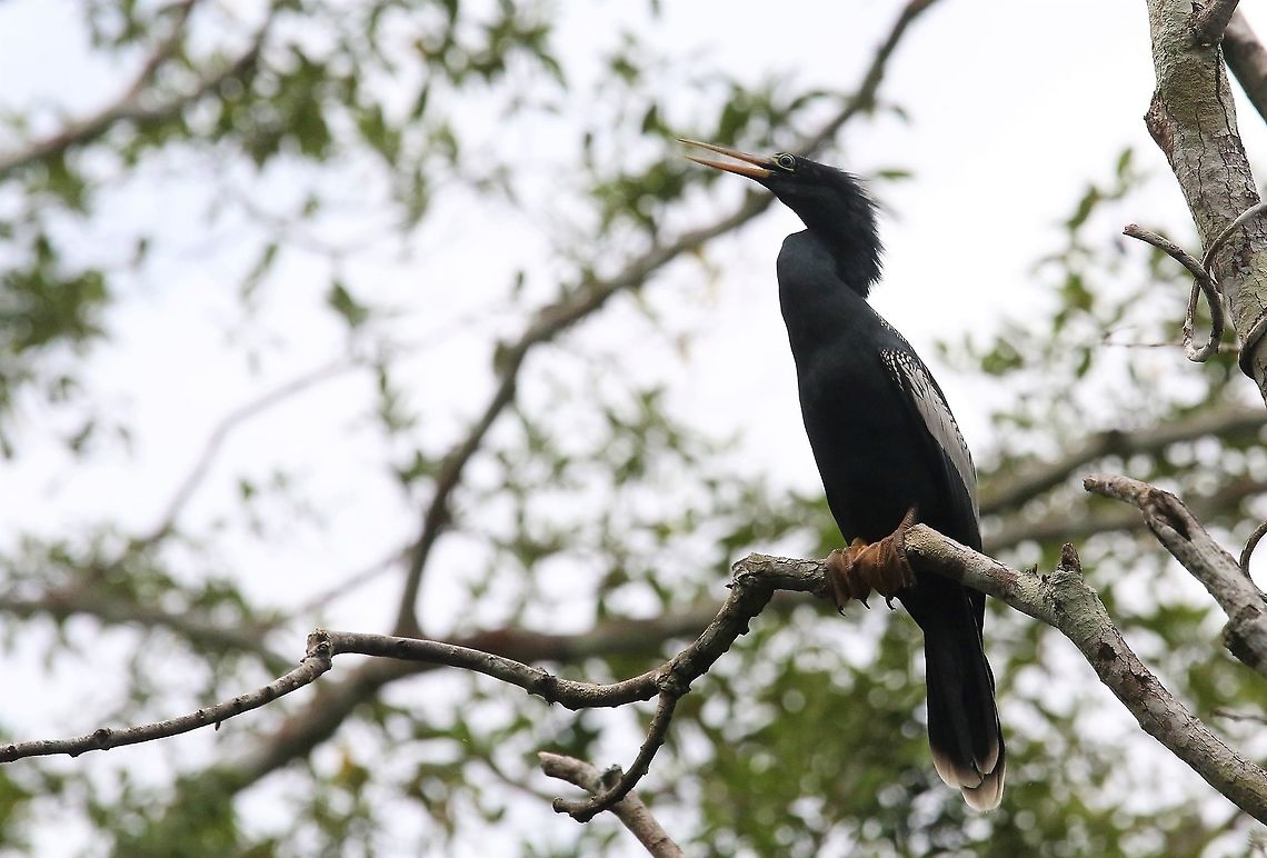 Anhinga Near Laguna Negra Anhinga,Anhinga anhinga,Laguna Negra,San José del Guaviare
