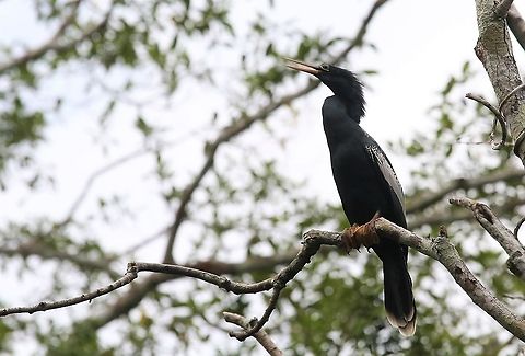 Anhinga Near Laguna Negra Anhinga,Anhinga anhinga,Laguna Negra,San José del Guaviare