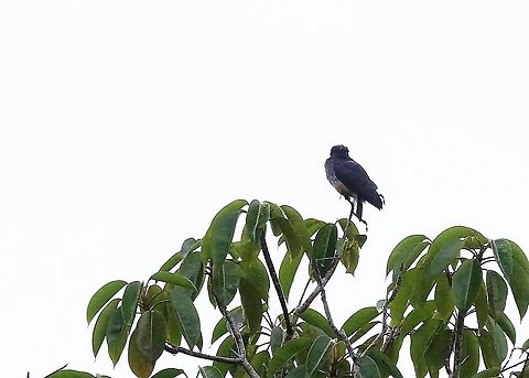 Swallow-winged Puffbird  Cascada Las Delicias,Chelidoptera tenebrosa,San José del Guaviare,swallow-winged puffbird