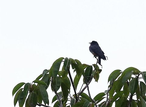 Swallow-winged Puffbird On the way to Cascada Las Delicias Cascada Las Delicias,Chelidoptera tenebrosa,San José del Guaviare,swallow-winged puffbird