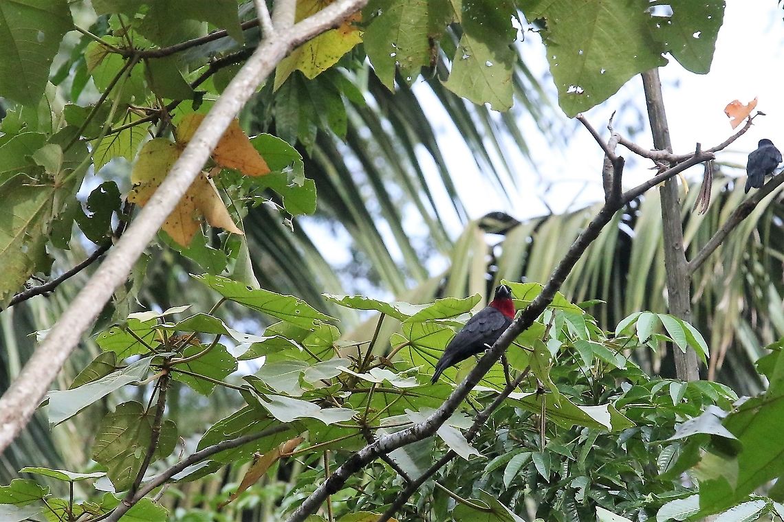 Purple-throated Fruitcrow A pair of this cotinga Cascada Las Delicias,Purple-throated fruitcrow,Querula purpurata,San José del Guaviare