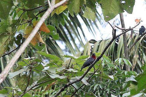 Purple-throated Fruitcrow A pair of this cotinga Cascada Las Delicias,Purple-throated fruitcrow,Querula purpurata,San José del Guaviare
