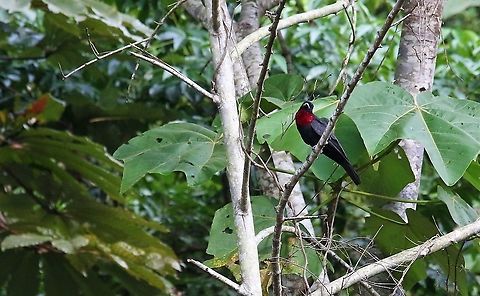 Purple-throated Fruitcrow Late evening on mixed ranch-land Cascada Las Delicias,Purple-throated fruitcrow,Querula purpurata,San José del Guaviare
