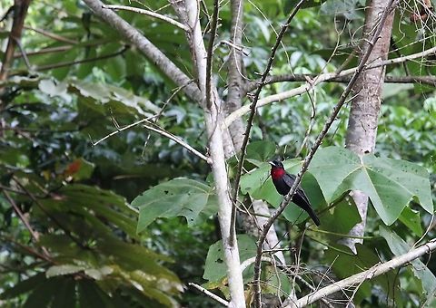 Purple-throated Fruitcrow Another bonny member of the cotinga family Cascada Las Delicias,Purple-throated fruitcrow,Querula purpurata,San José del Guaviare
