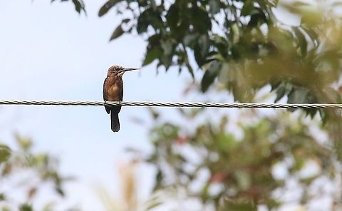 Brown Jacamar In the sunlight by the Laguna Negra stream Brachygalba lugubris,Brown jacamar,Laguna Negra,San José del Guaviare