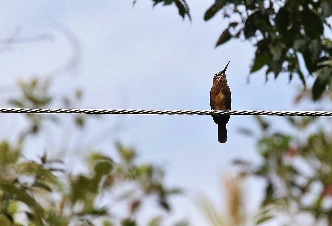 Brown Jacamar A bonny &quot;LBJ&quot; Brachygalba lugubris,Brown jacamar,Laguna Negra,San José del Guaviare