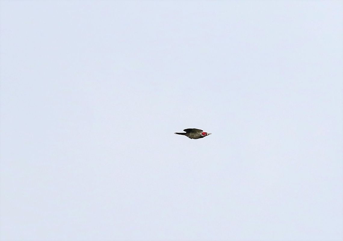 Lineated Woodpecker in flight Watched this bird being chased by a kingbird Cascada Las Delicias,Dryocopus lineatus,Lineated woodpecker,San José del Guaviare