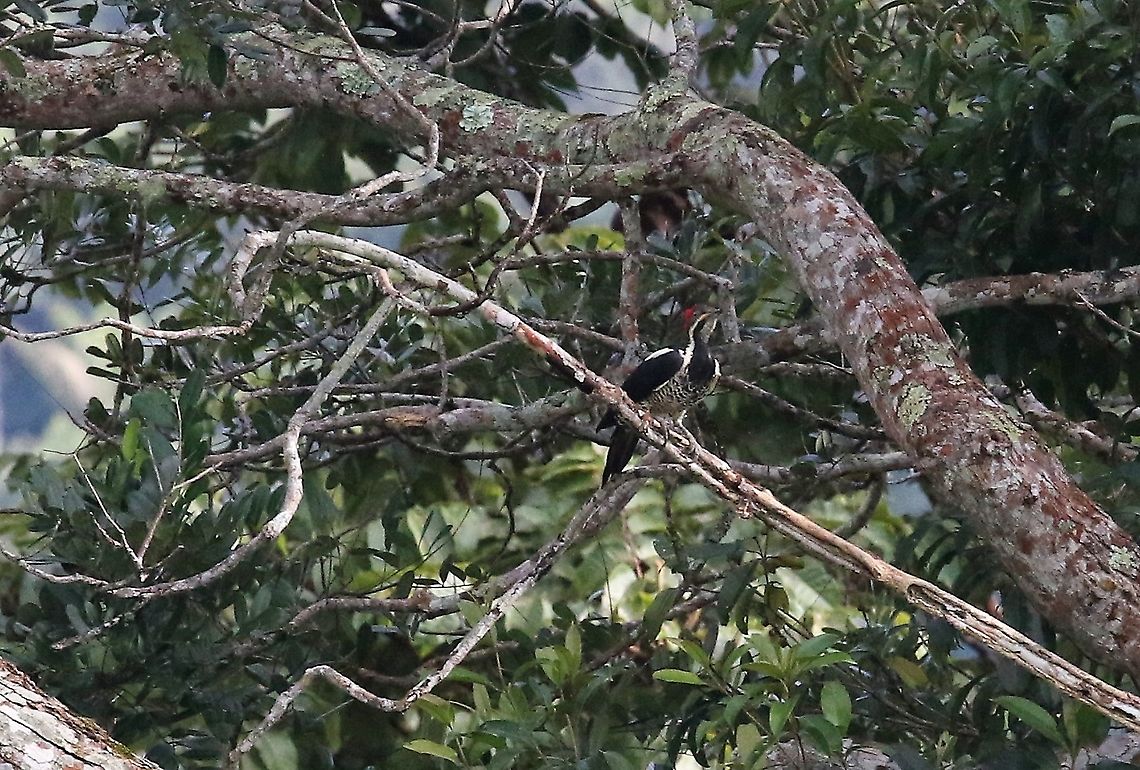 Lineated Woodpecker In broken forest Cascada Las Delicias,Dryocopus lineatus,Lineated woodpecker,San José del Guaviare