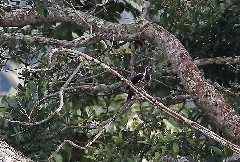 Lineated Woodpecker In broken forest Cascada Las Delicias,Dryocopus lineatus,Lineated woodpecker,San Jos&eacute; del Guaviare