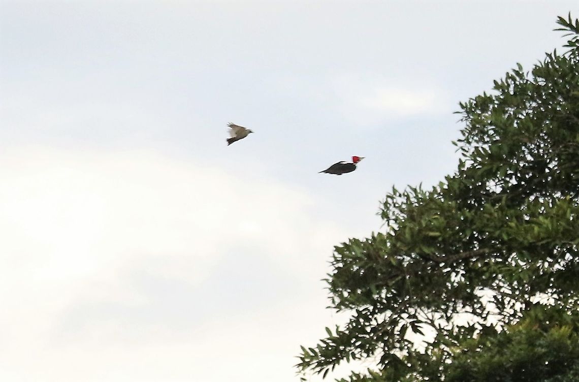 Lineated Woodpecker chased by kingbird not the best photo, but you get the idea Cascada Las Delicias,Dryocopus lineatus,Lineated woodpecker,San Jos&eacute; del Guaviare