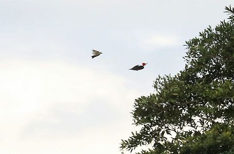 Lineated Woodpecker chased by kingbird not the best photo, but you get the idea Cascada Las Delicias,Dryocopus lineatus,Lineated woodpecker,San José del Guaviare