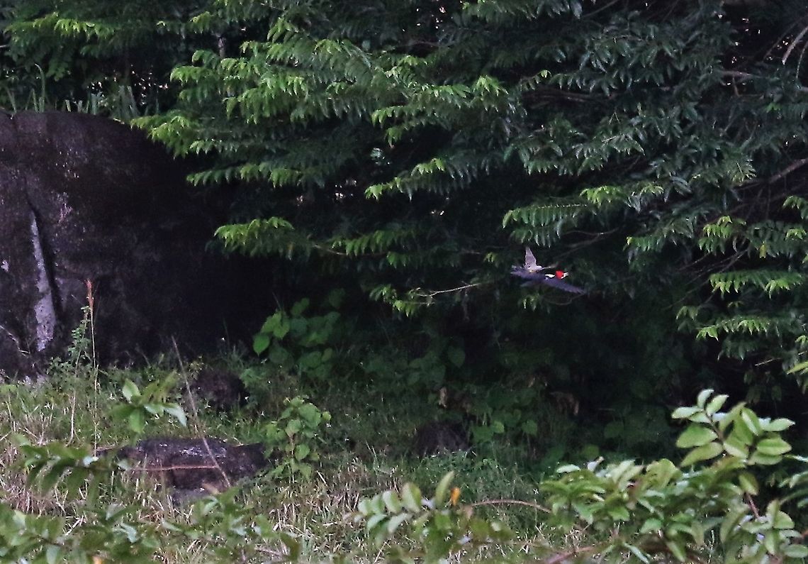 Lineated Woodpecker still being chased A persistent Kingbird Cascada Las Delicias,Dryocopus lineatus,Lineated woodpecker,San Jos&eacute; del Guaviare