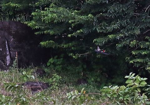 Lineated Woodpecker still being chased A persistent Kingbird Cascada Las Delicias,Dryocopus lineatus,Lineated woodpecker,San José del Guaviare