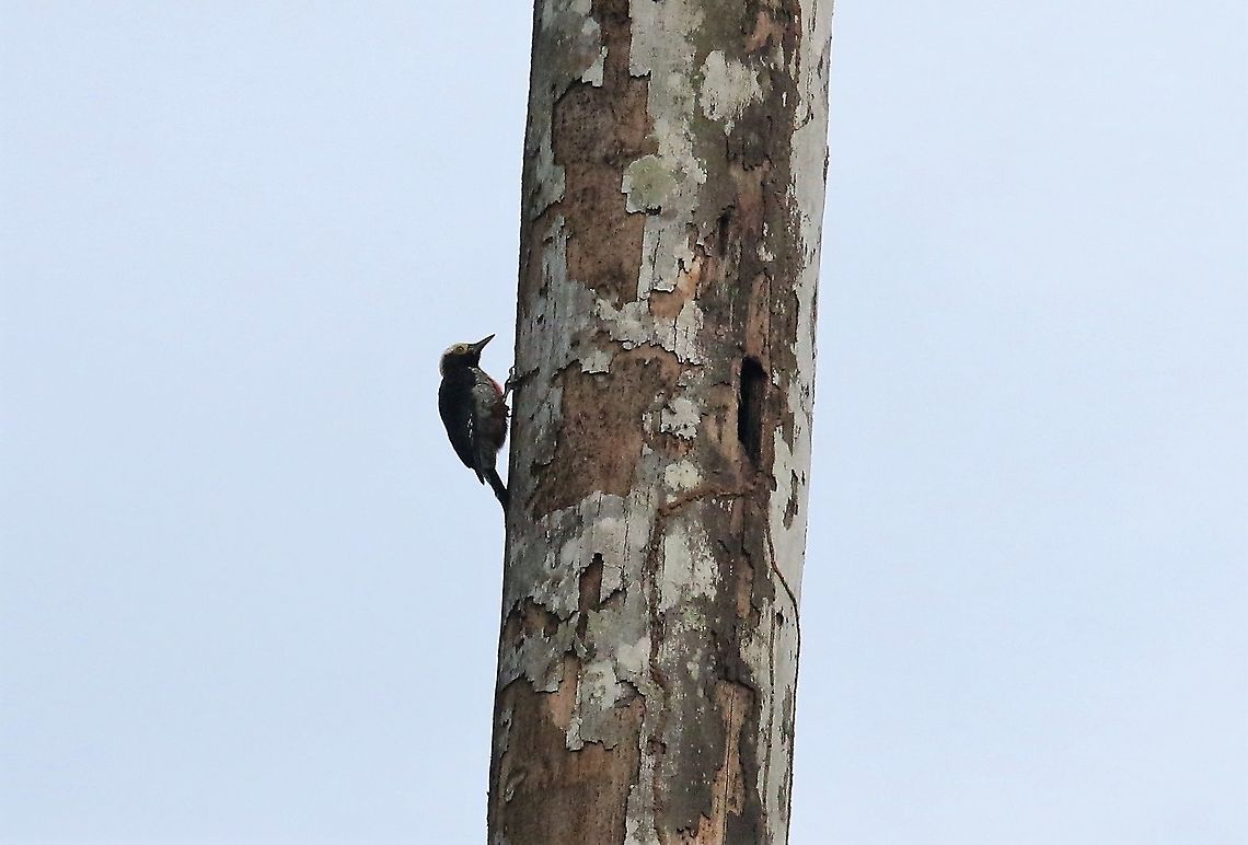 Yellow-tufted Woodpecker Four of them were eating at this dead tree Cascada Las Delicias,Melanerpes cruentatus,San José del Guaviare,Yellow-tufted woodpecker
