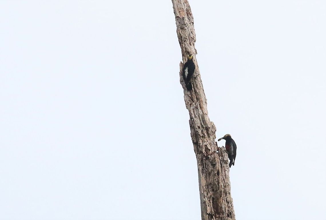 Yellow-tufted Woodpecker Successful grub hunt Cascada Las Delicias,Melanerpes cruentatus,San José del Guaviare,Yellow-tufted woodpecker