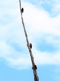 3 Yellow-tufted Woodpeckers Couldn't fit the 4th one on! Cascada Las Delicias,Melanerpes cruentatus,San José del Guaviare,Yellow-tufted woodpecker