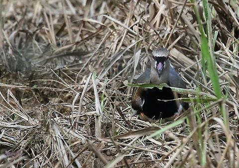 Southern Lapwing settling on nest Settling on nest, showing its spurs which are used to intimidate birds and fight birds of prey Laguna Negra,San Jos&eacute; del Guaviare,Southern Lapwing,Vanellus chilensis