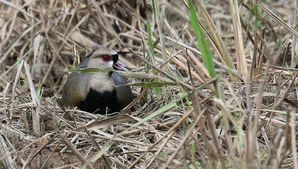 Southern Lapwing on nest Settled on nest Laguna Negra,San Jos&eacute; del Guaviare,Southern Lapwing,Vanellus chilensis