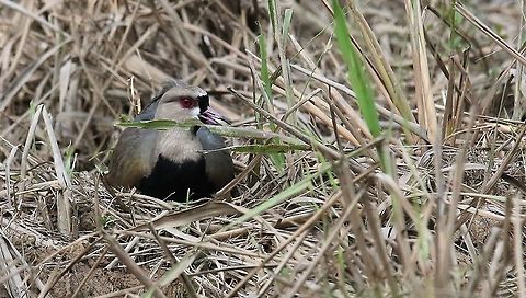 Southern Lapwing on nest Settled on nest Laguna Negra,San Jos&eacute; del Guaviare,Southern Lapwing,Vanellus chilensis