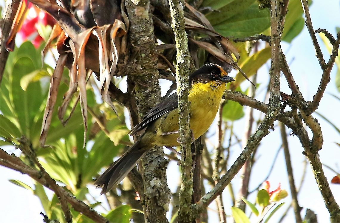 Yellow-breasted Brushfinch Above Bogota - there are several variants of brushfinches in and around Colombia (3 variants of this I think + 2 for the Pale-naped Brushfinch) Atlapetes latinuchus,Bogota,Yellow-breasted Brushfinch