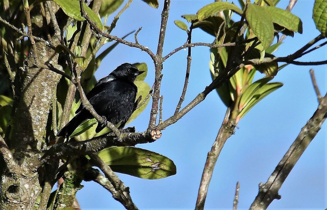 Black Flowerpiercer At Monserrate, Bogota, up the cable-car Black flowerpiercer,Bogota,Diglossa humeralis