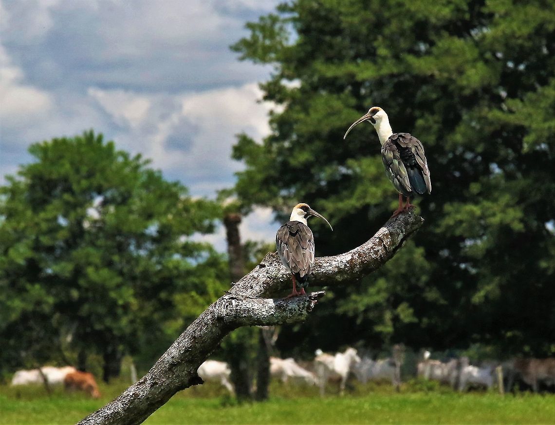 Buff-necked Ibis En route to Hato La Aurora Buff-necked Ibis,Hato La Aurora,Los Llanos,Theristicus caudatus