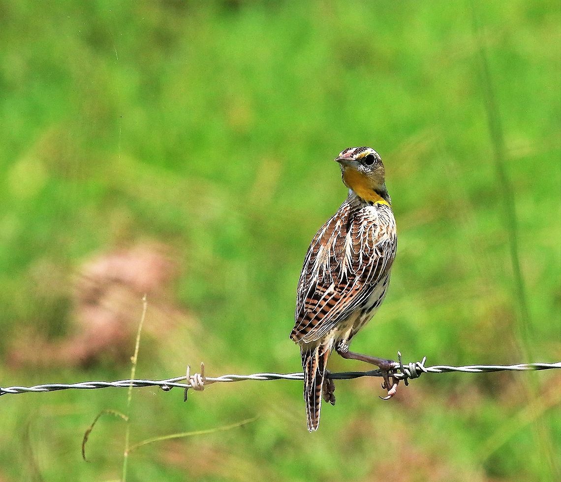 Eastern Meadowlark Very obliging Meadowlark on the road to Hato La Aurora, Casanare Eastern meadowlark,Hato La Aurora,Los Llanos,Sturnella magna
