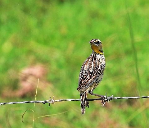Eastern Meadowlark Very obliging Meadowlark on the road to Hato La Aurora, Casanare Eastern meadowlark,Hato La Aurora,Los Llanos,Sturnella magna