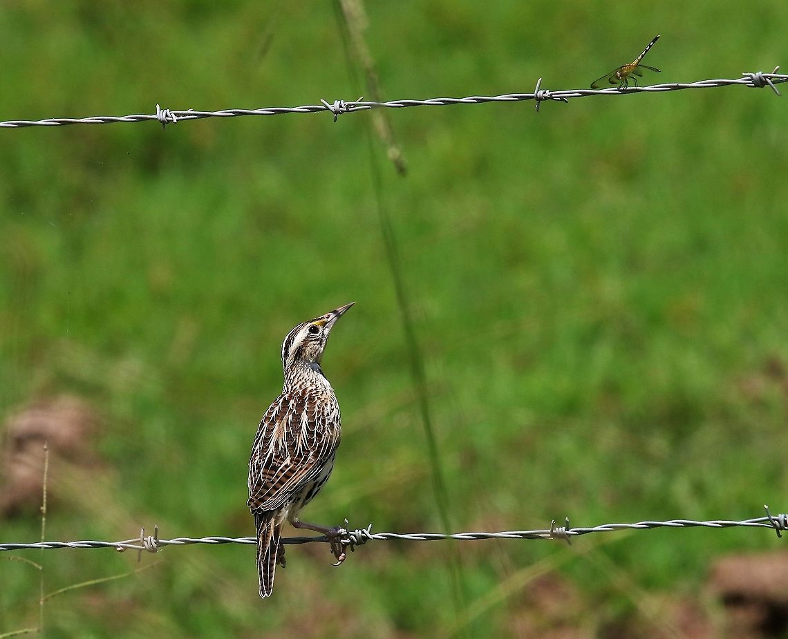 Eastern Meadowlark In Casanare state heading into Los Llanos Eastern meadowlark,Hato La Aurora,Los Llanos,Sturnella magna