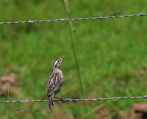 Eastern Meadowlark In Casanare state heading into Los Llanos Eastern meadowlark,Hato La Aurora,Los Llanos,Sturnella magna